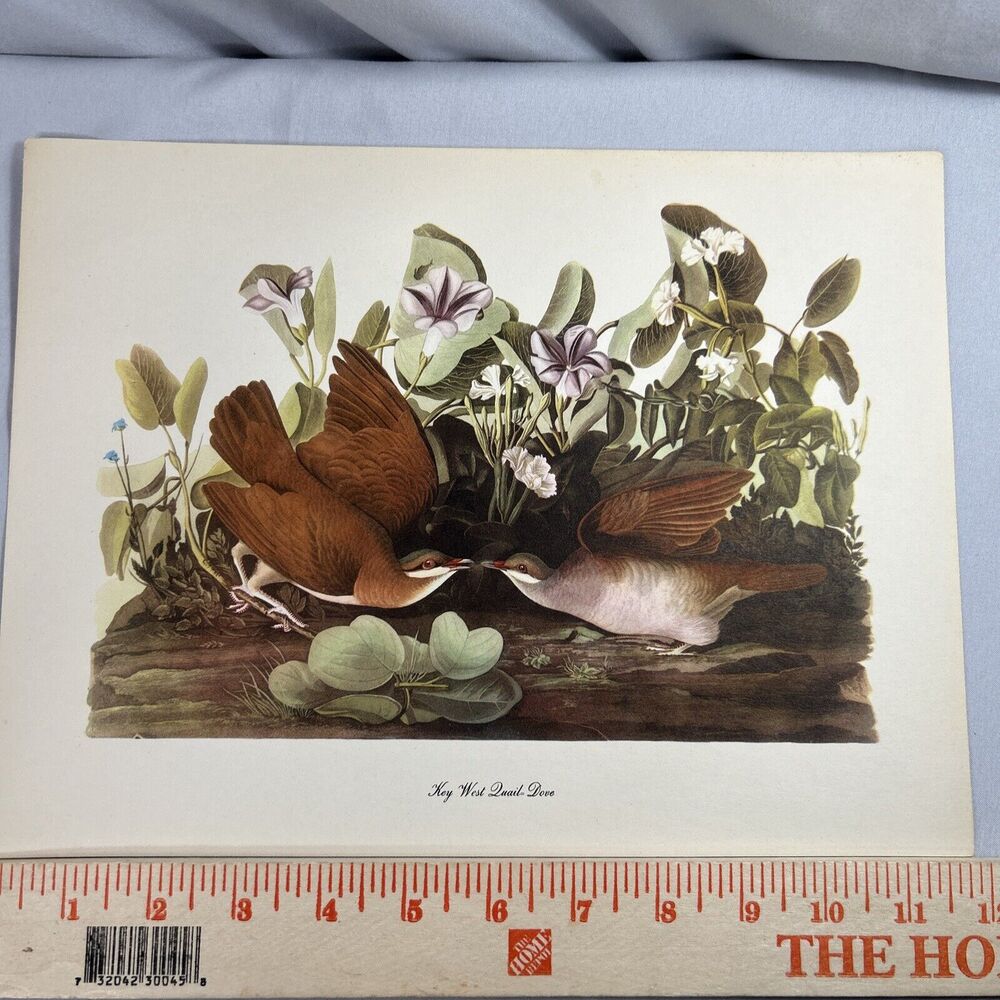 Audubon Birds of America Key West Quail Dove Roger Peterson Lithograph Print